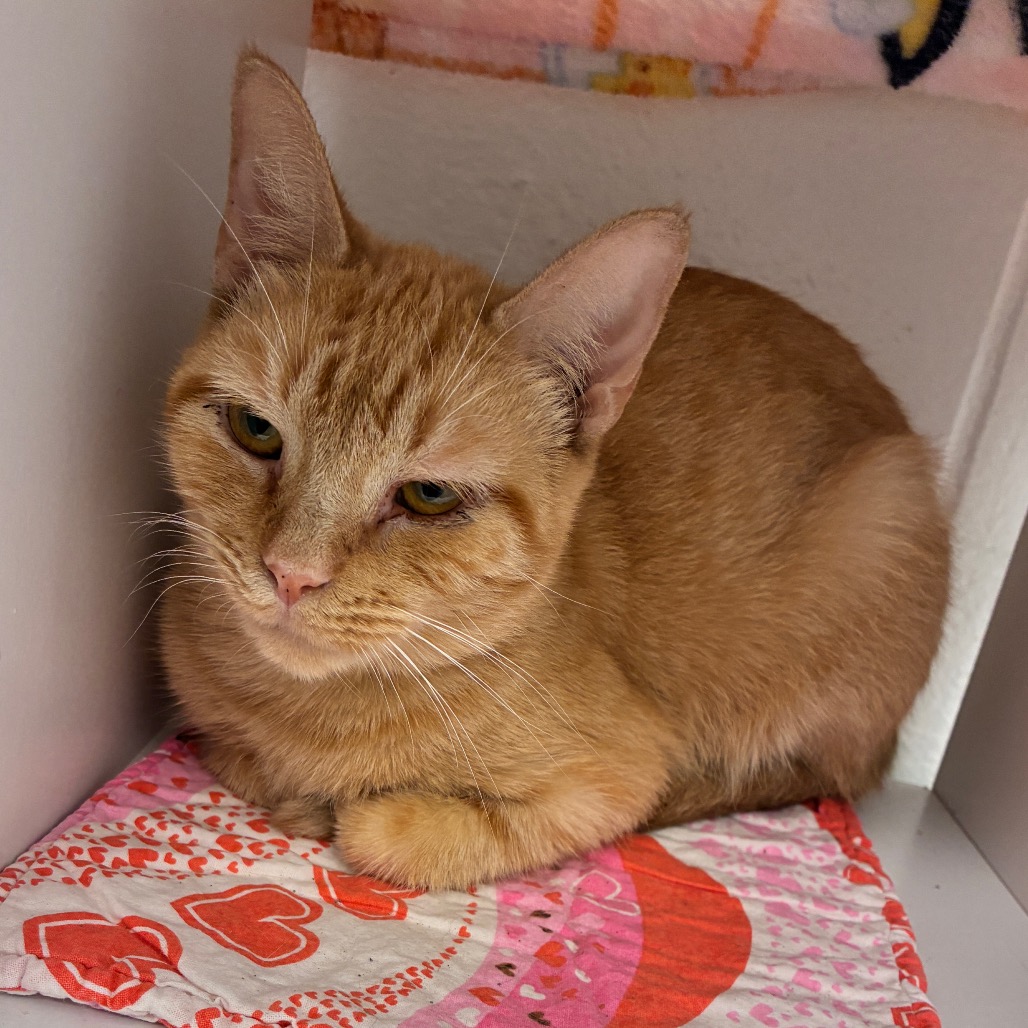 CANTALOUPE - Domestic Shorthair available for adoption