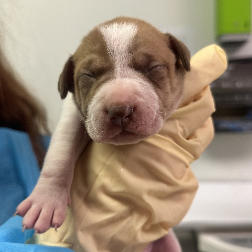 Linus — thumbnail 2