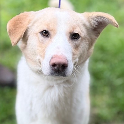 Kennel#14(Tanner)'s preview photo