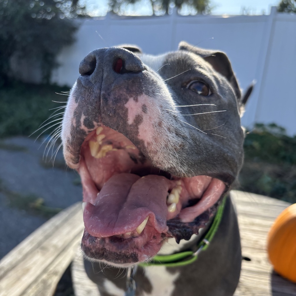 Chino, photo 18