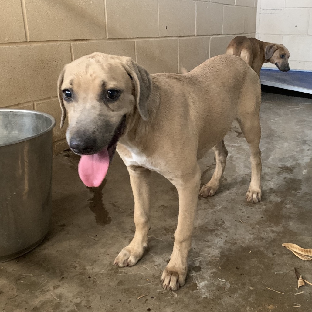 DARLA DUKE - Weimaraner / Mix available for adoption
