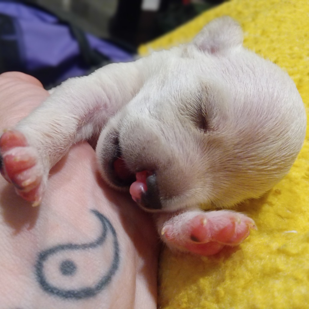 Snuffles — thumbnail 2