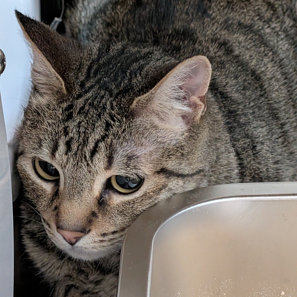 ARROW - Domestic Shorthair available for adoption