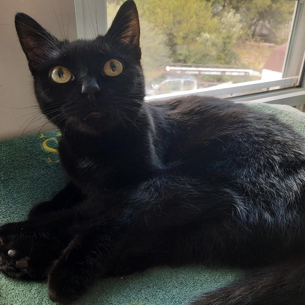 Cinder, photo 6