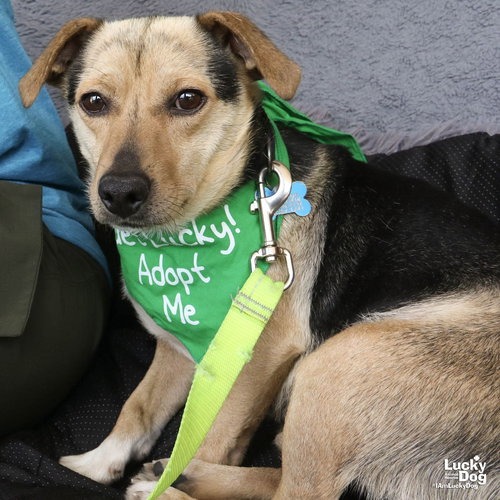 LIL PEEP - Dachshund / Terrier available for adoption