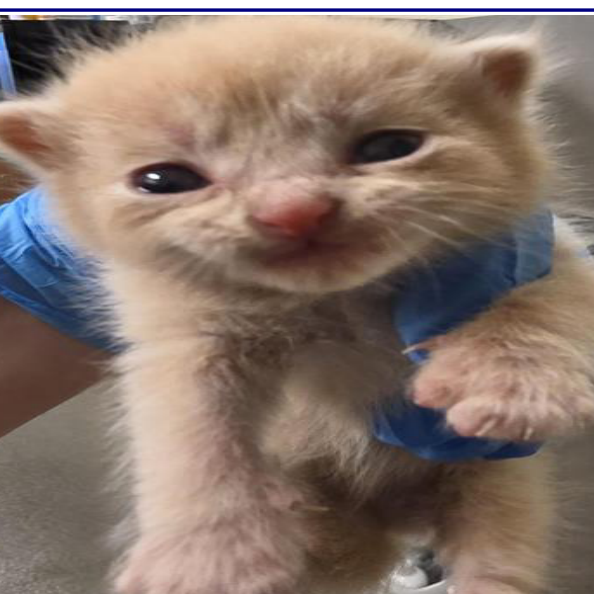 BONES - Domestic Shorthair available for adoption