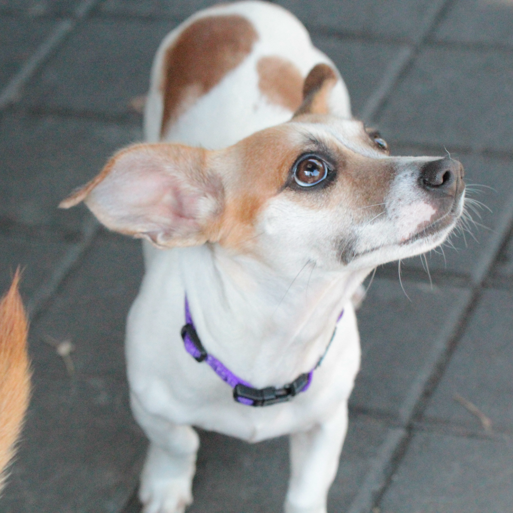 Petunia — thumbnail 3