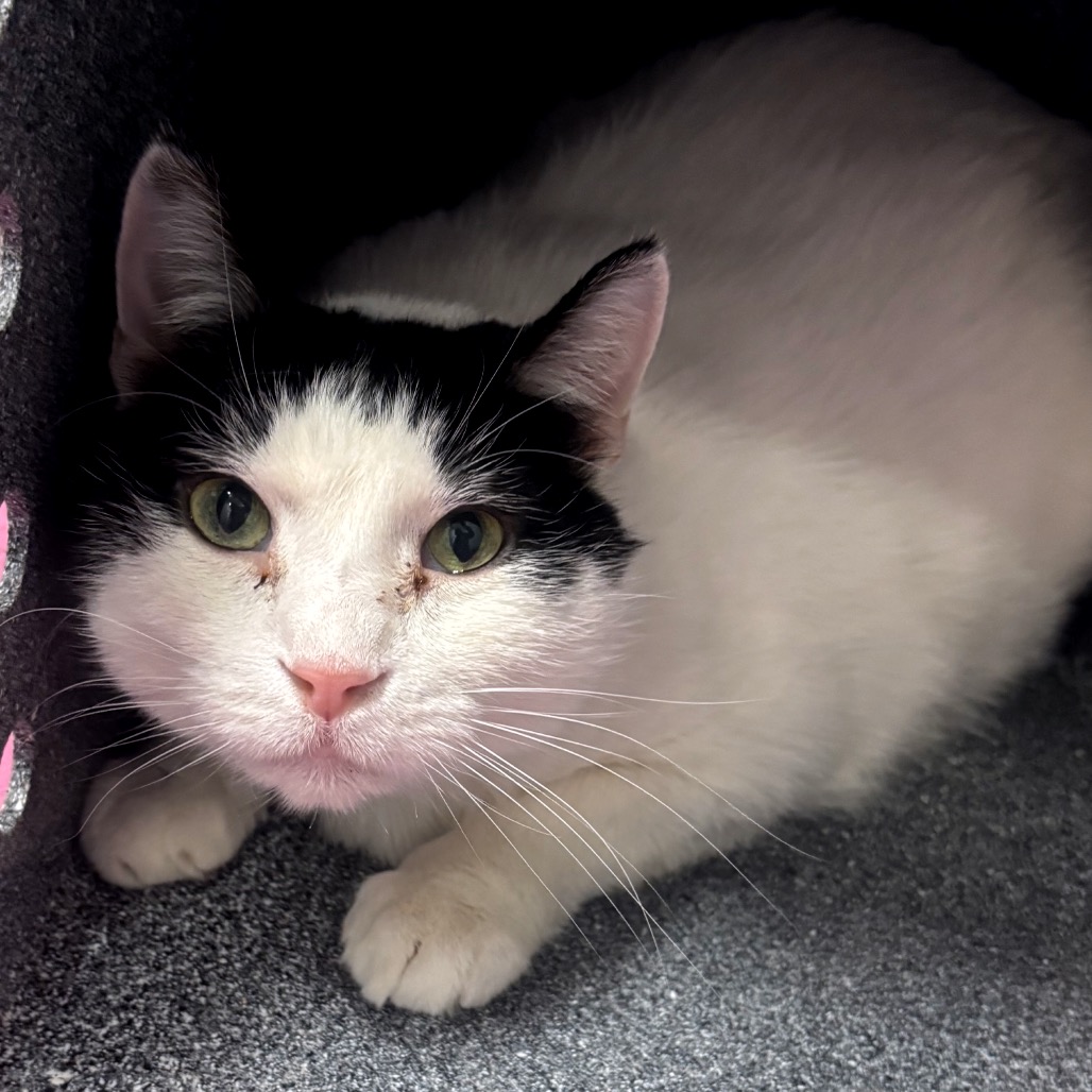 Jacque — thumbnail 3