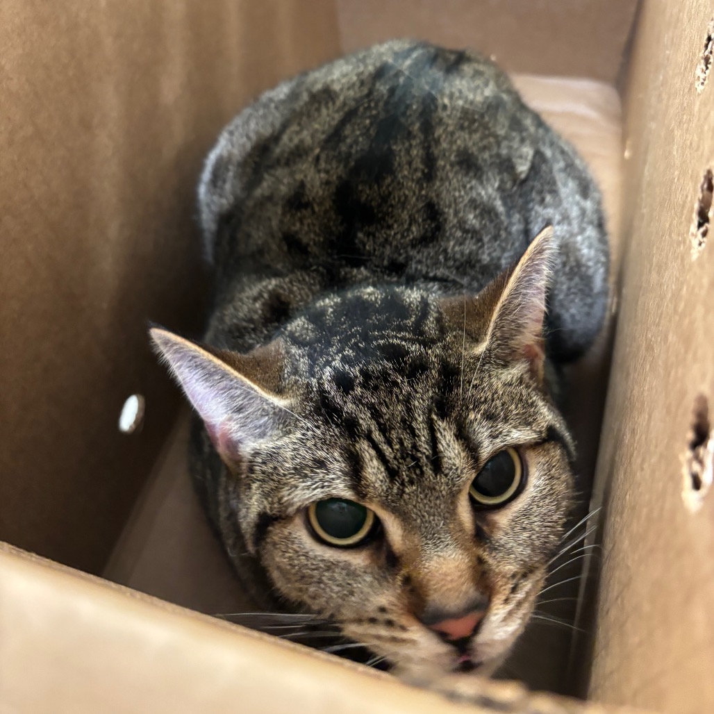 MILEY - Domestic Shorthair for adoption in Jacksonville