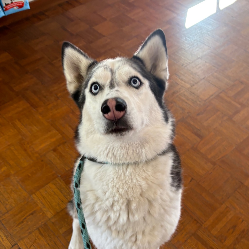 Posie