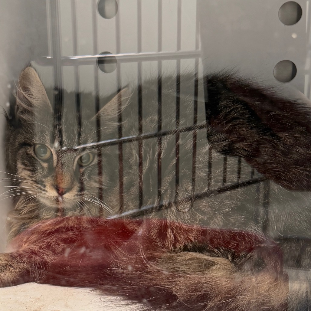 C#74's preview photo