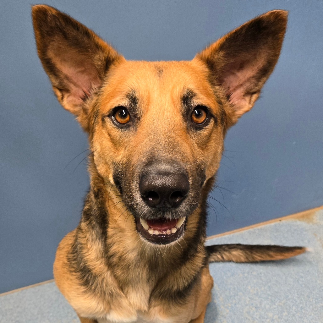 ZEEKE (WISELY) - Shepherd available for adoption