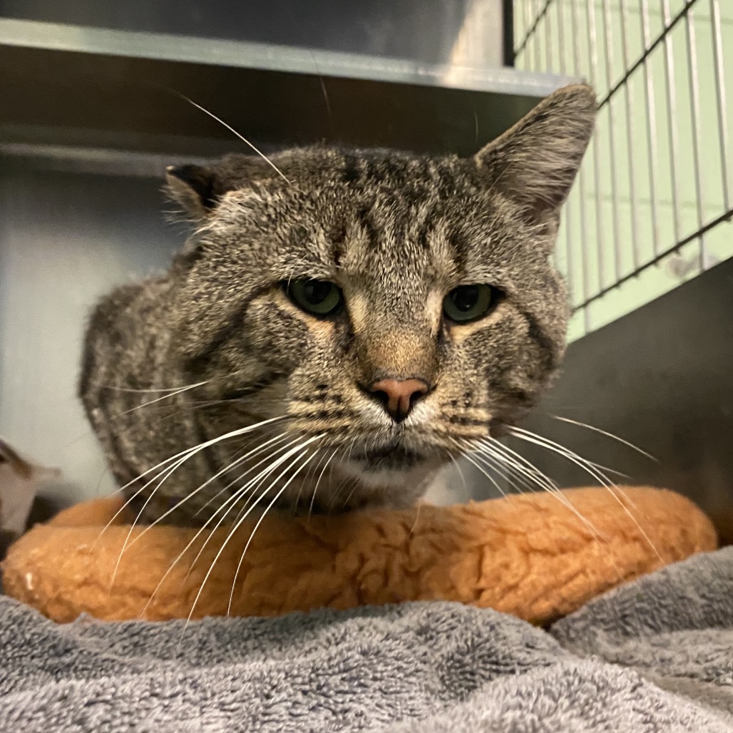 RAFFI - Domestic Shorthair available for adoption