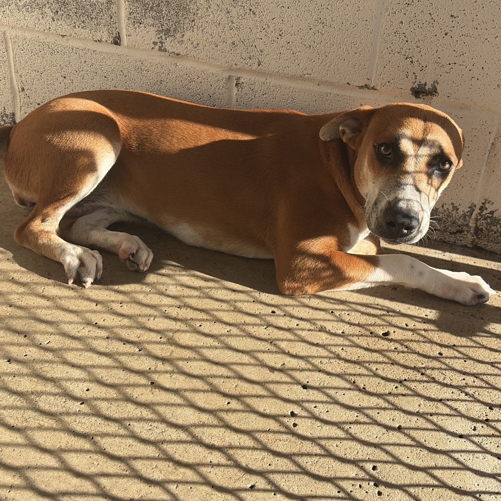 ARABELLA - Cattle Dog, Australian (Red Heeler) / Shepherd available for adoption