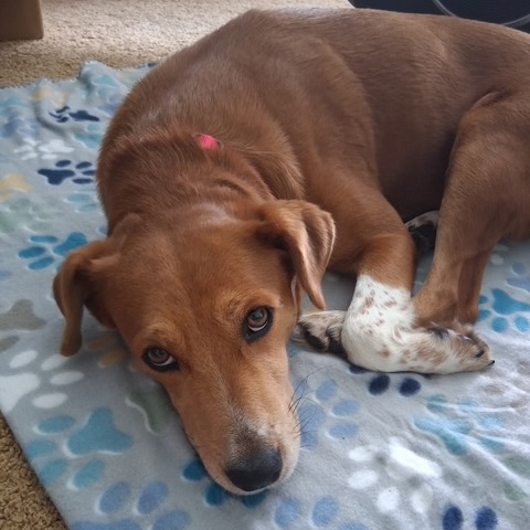 RUTHIE - Cattle Dog / Australian (Red Heeler) for adoption in Dayton