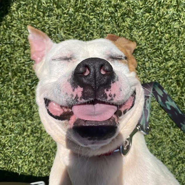 Photo of Dexter 4