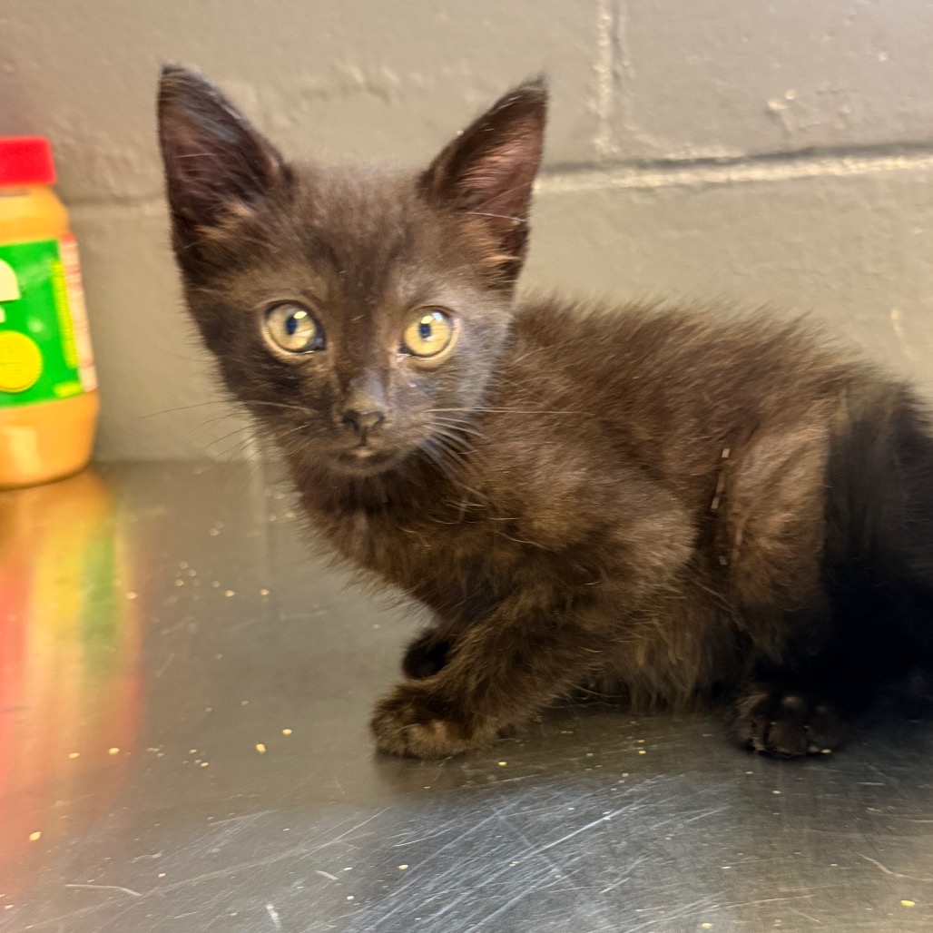 Tusc Stray 85524