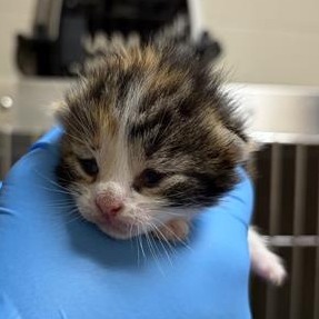 BITTY HAIL - Domestic Shorthair available for adoption