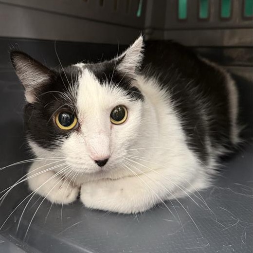 Sasha: Female 21 Domestic Shorthair