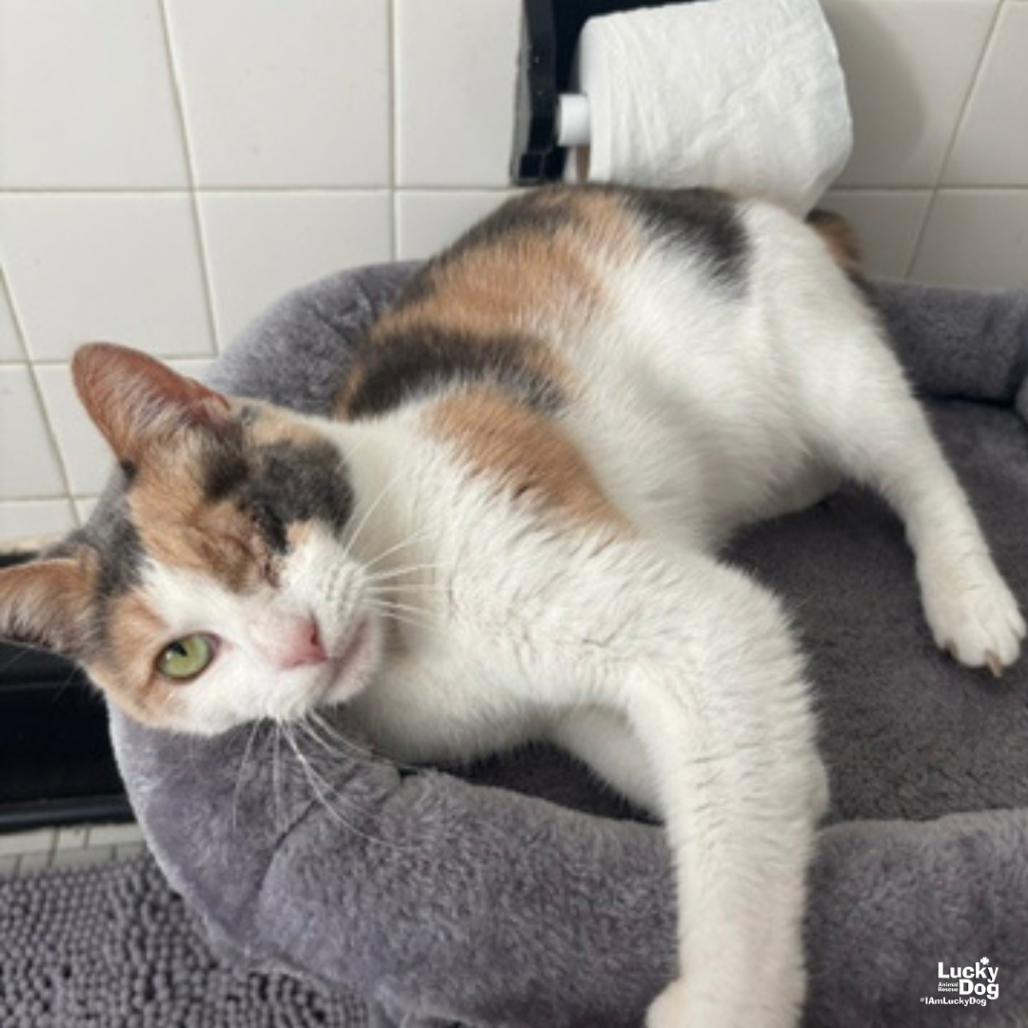 BLINKIE - Domestic Shorthair available for adoption