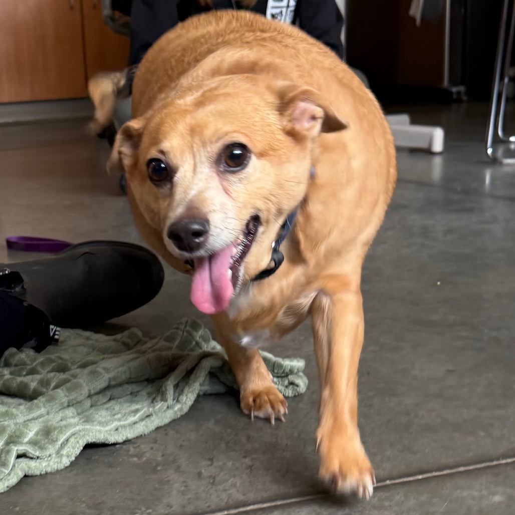 Photo of Cheddar Roberta 5