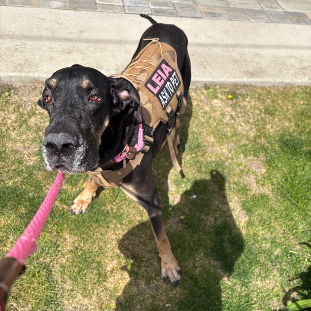 Great Dane