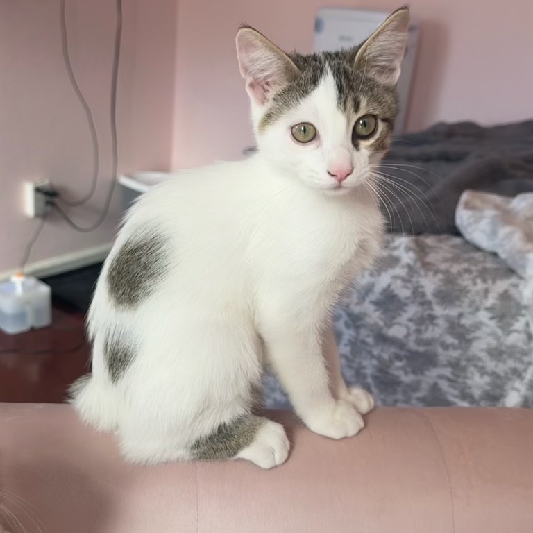 Mariana Grajales - Domestic Shorthair