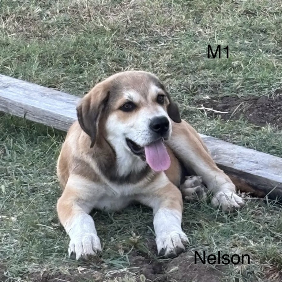 Nelson photo 2