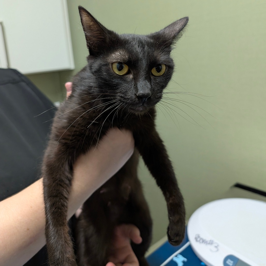 SILVERMIST — thumbnail 2