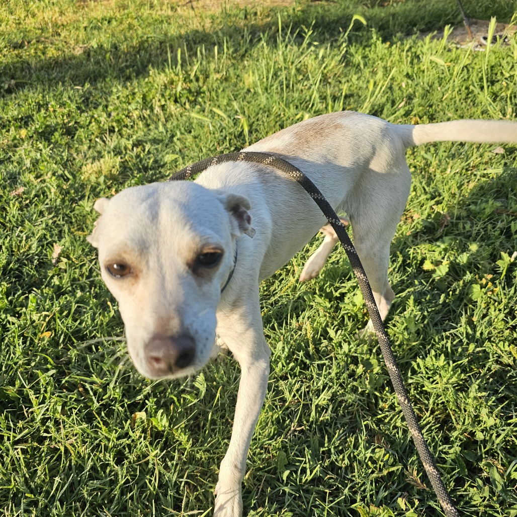 Carnelian — thumbnail 4