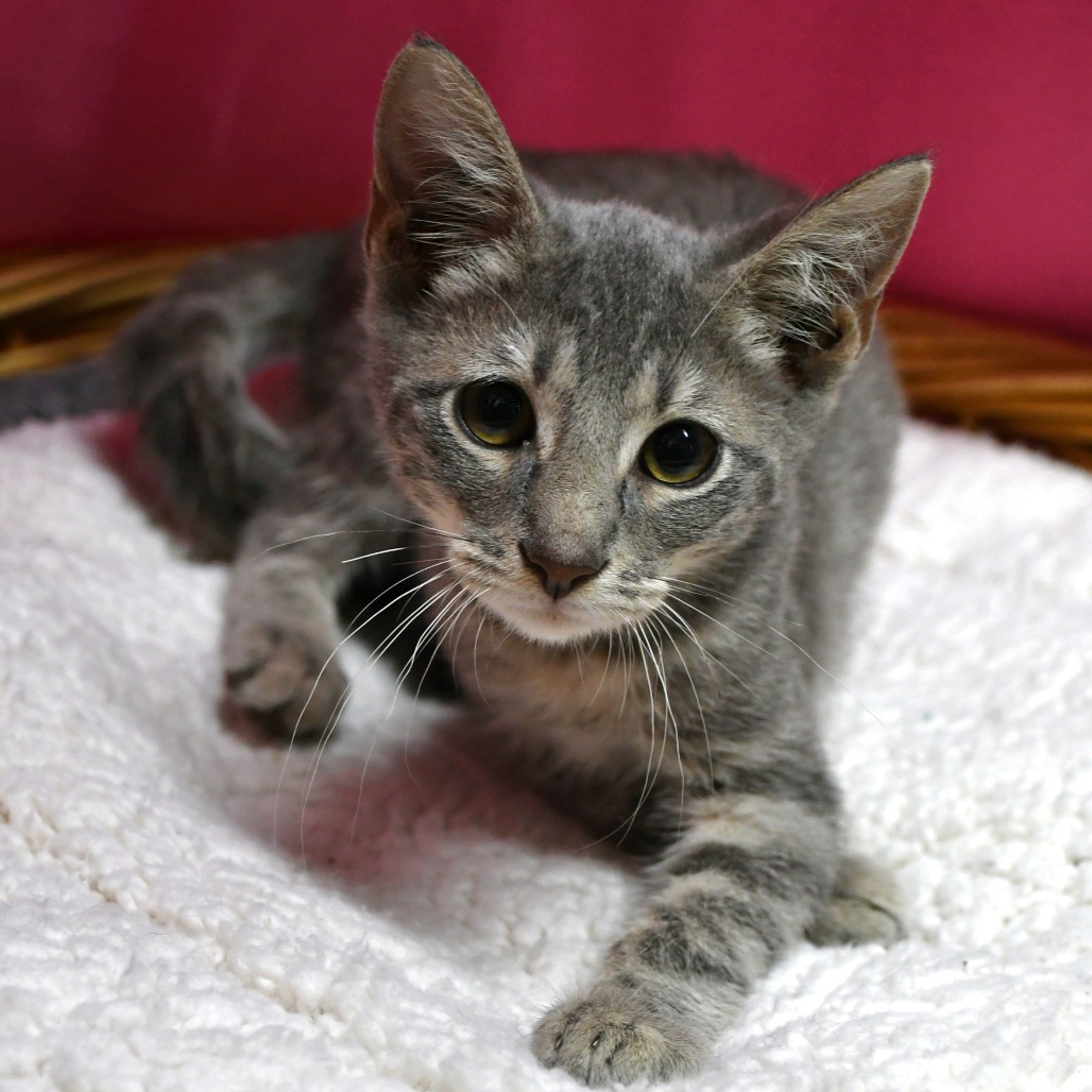 ENNIS - Domestic Shorthair available for adoption