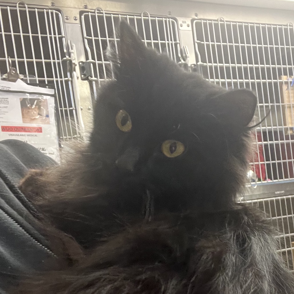 Photo of Looney Tuna 4