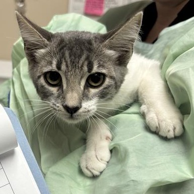 BANSHEE - Domestic Shorthair available for adoption