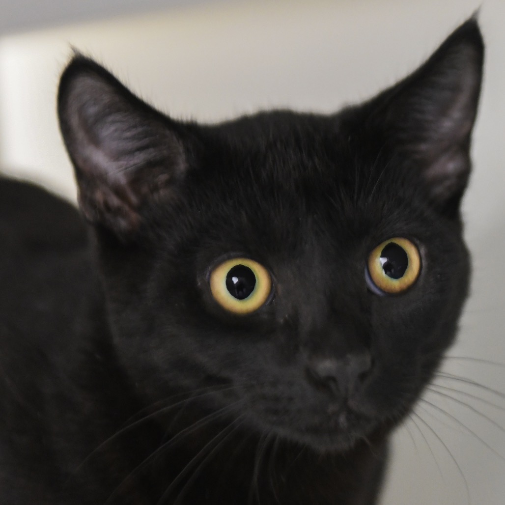 Bentos - Domestic Shorthair