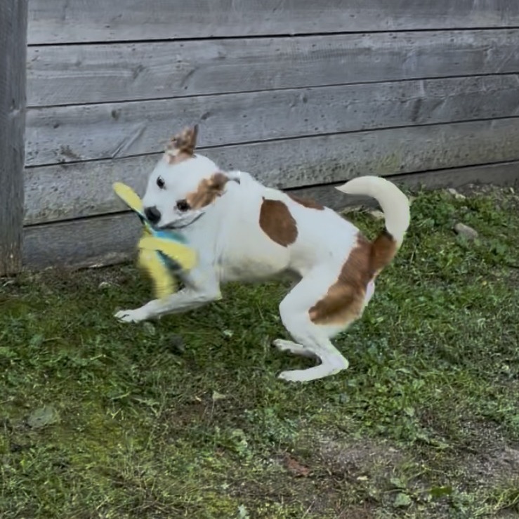 Hector, photo 15