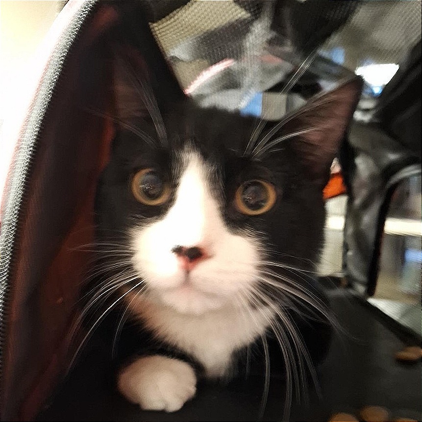 OFF THE CLOCK - Domestic Shorthair available for adoption