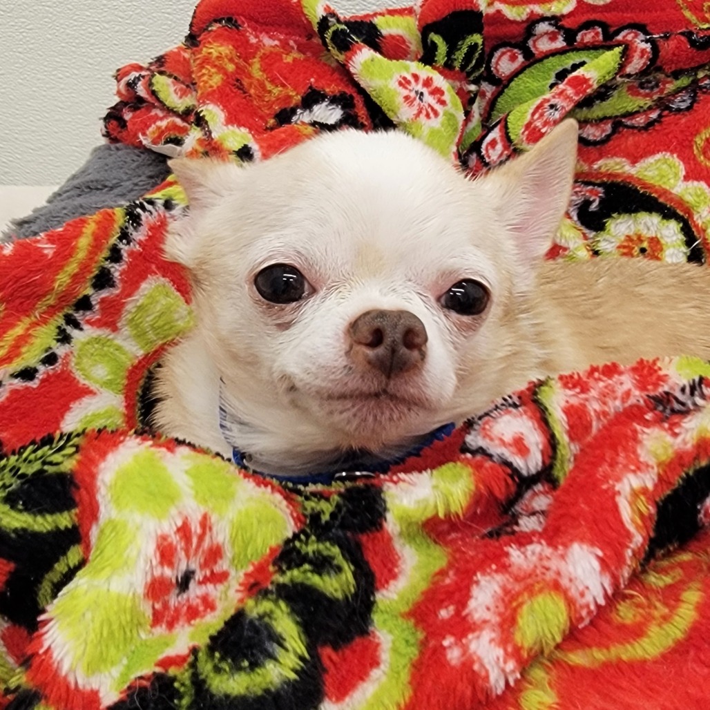 Marshmallow — thumbnail 3