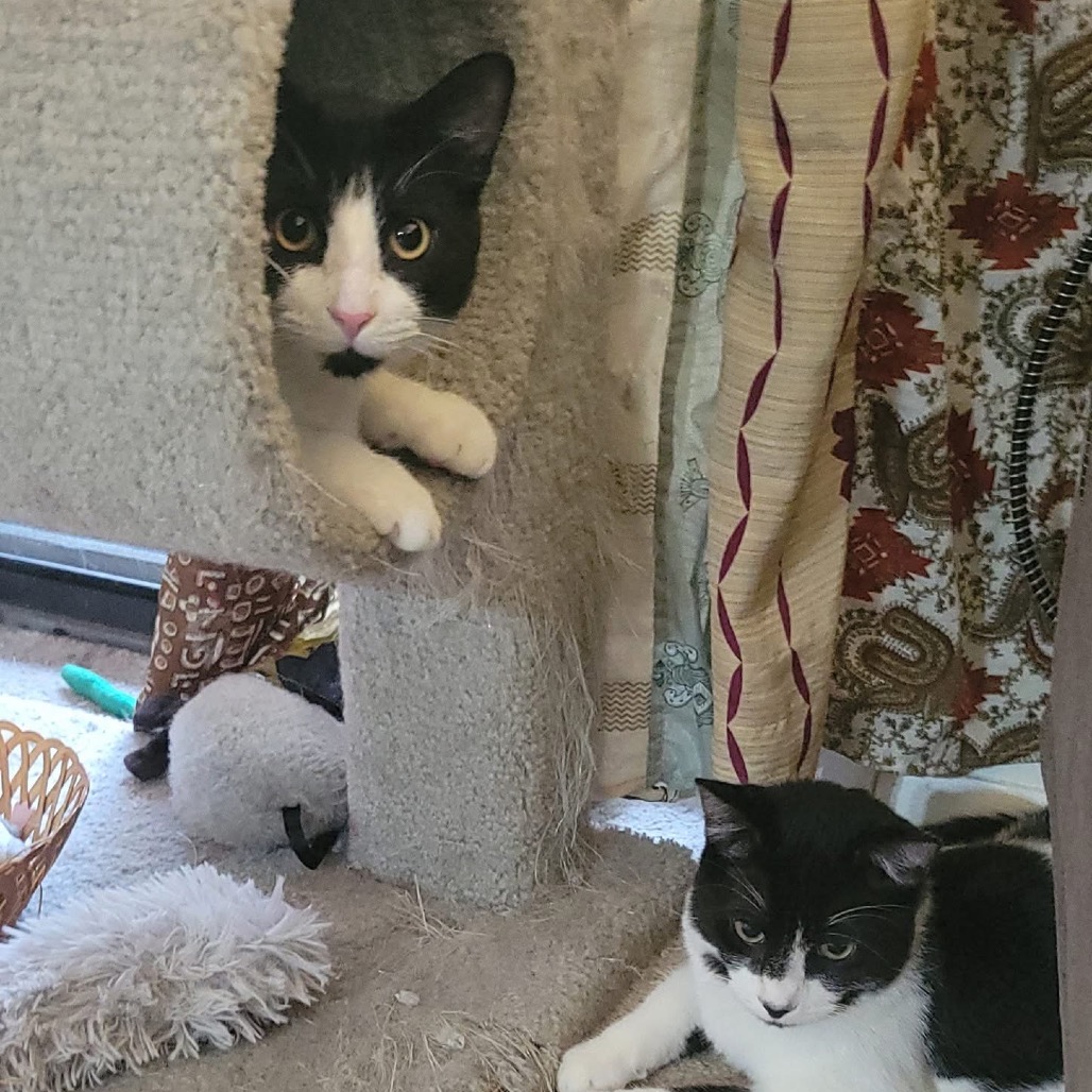 ASPENKIT - Domestic Shorthair for adoption in Silver Spring
