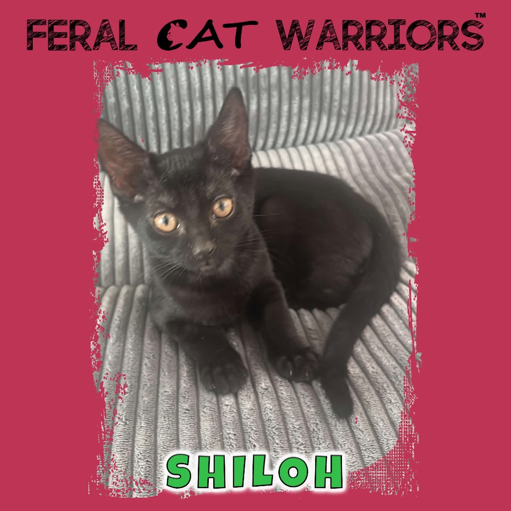 Shiloh MG
