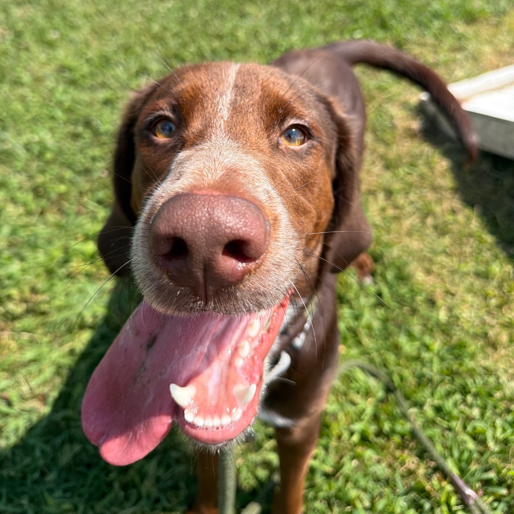 CAPTAIN - Hound, Bloodhound / Pointer, German Shorthaired available for adoption