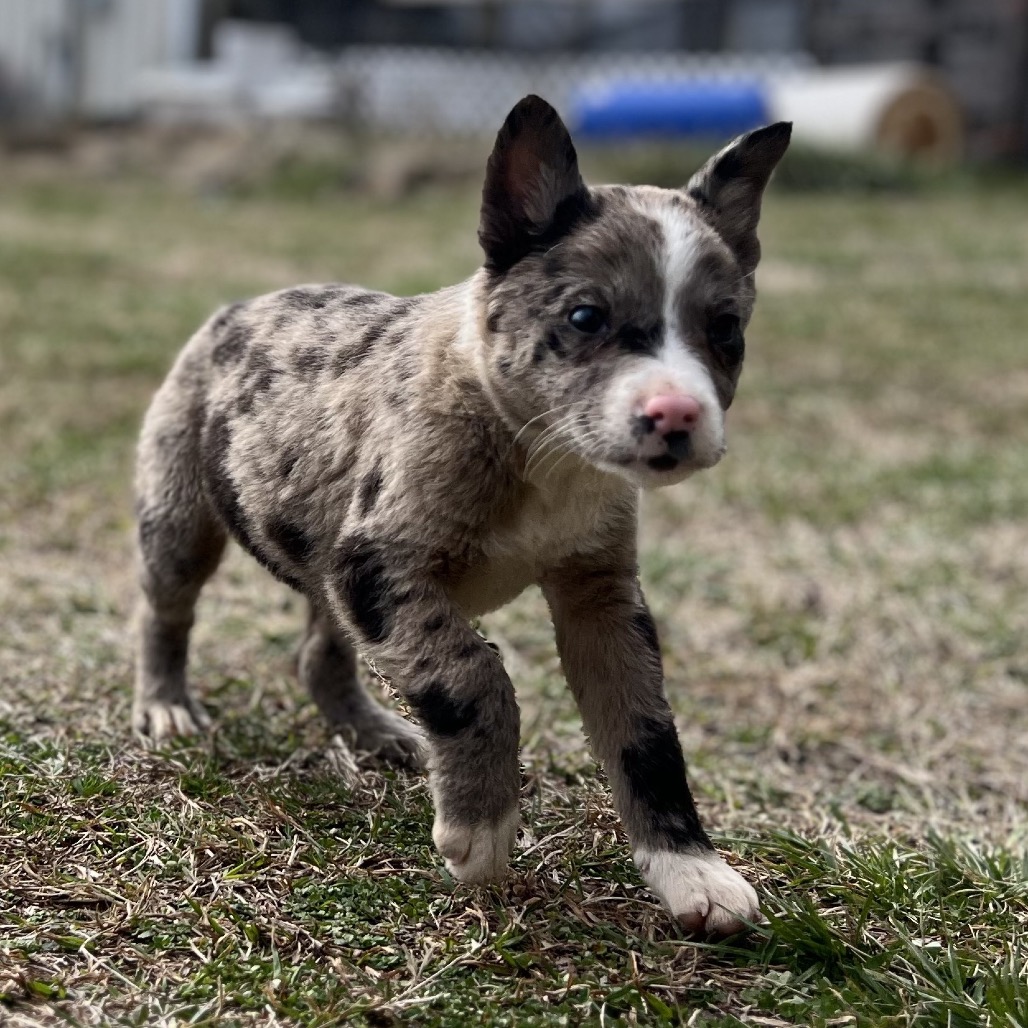 Kato — thumbnail 2