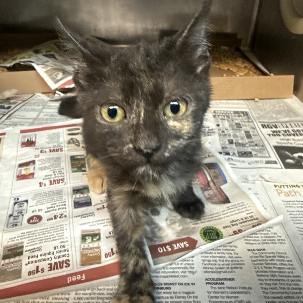 HAZEL - Domestic Shorthair available for adoption