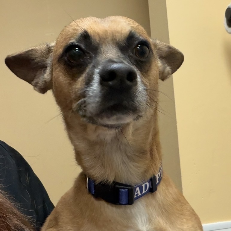 FWT CARDINAL - Mixed Breed (Small) available for adoption