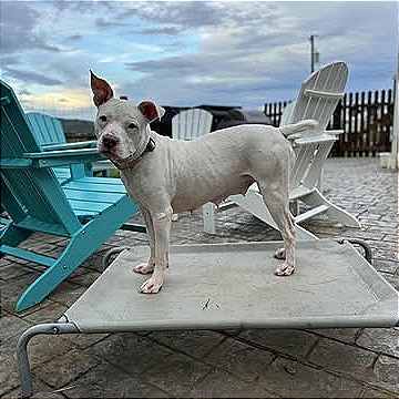 Photo of Penelope"Pinky"