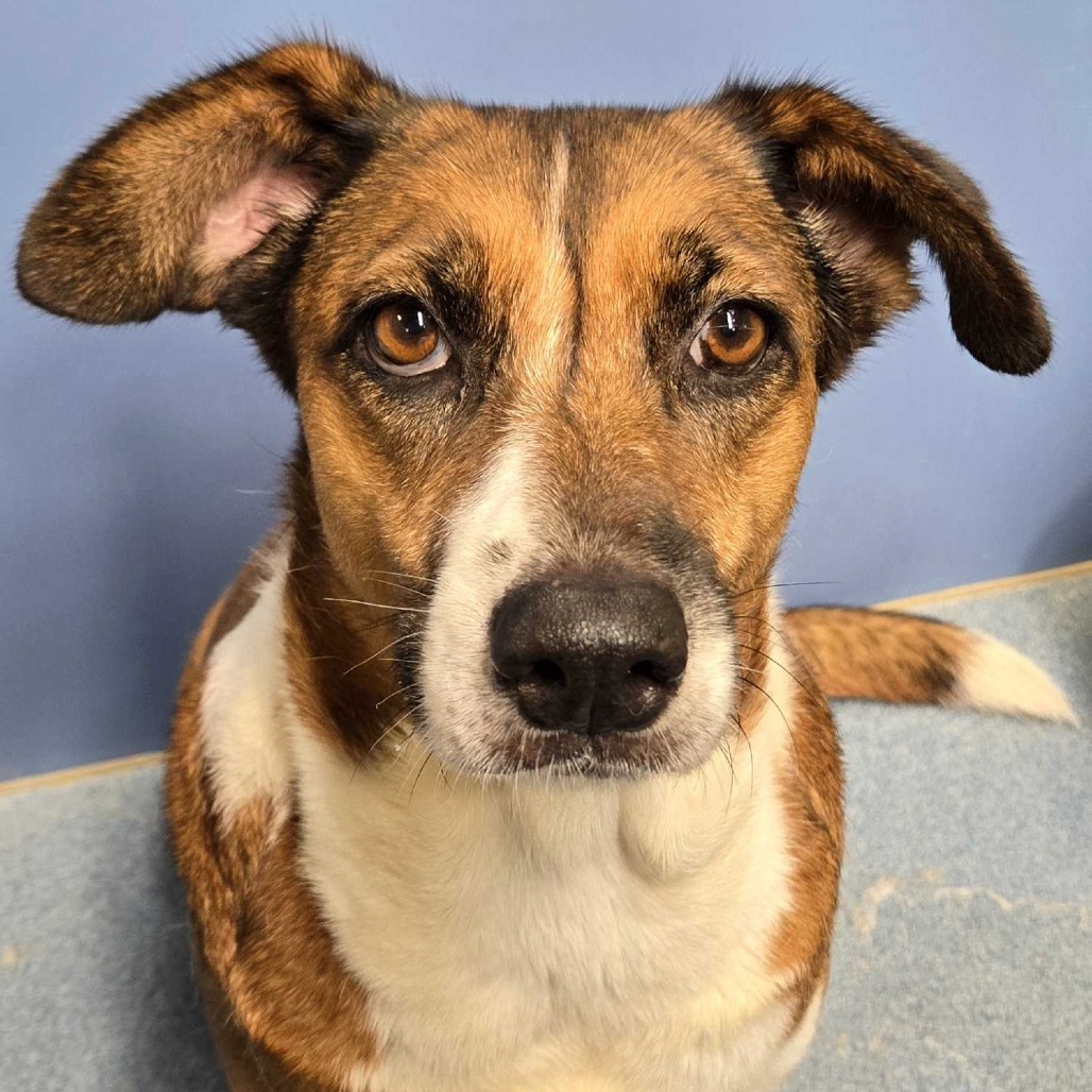 KIKI - Shepherd available for adoption