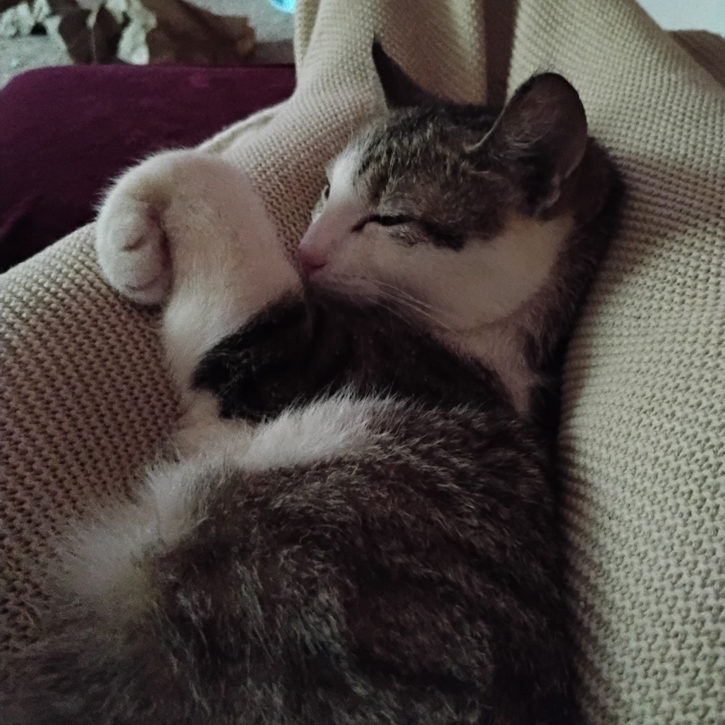 String Bean, photo 5