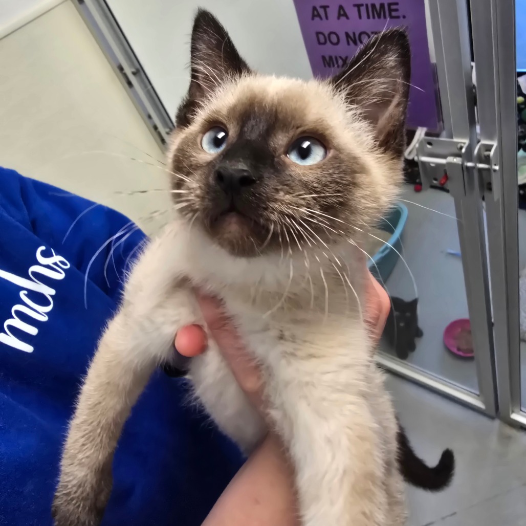 Kriss — thumbnail 4