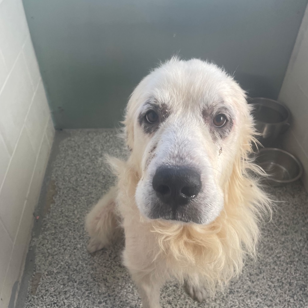 Biggs FKA Yeti, an adoptable Pyrenees, Great/Mixed Breed (Large)