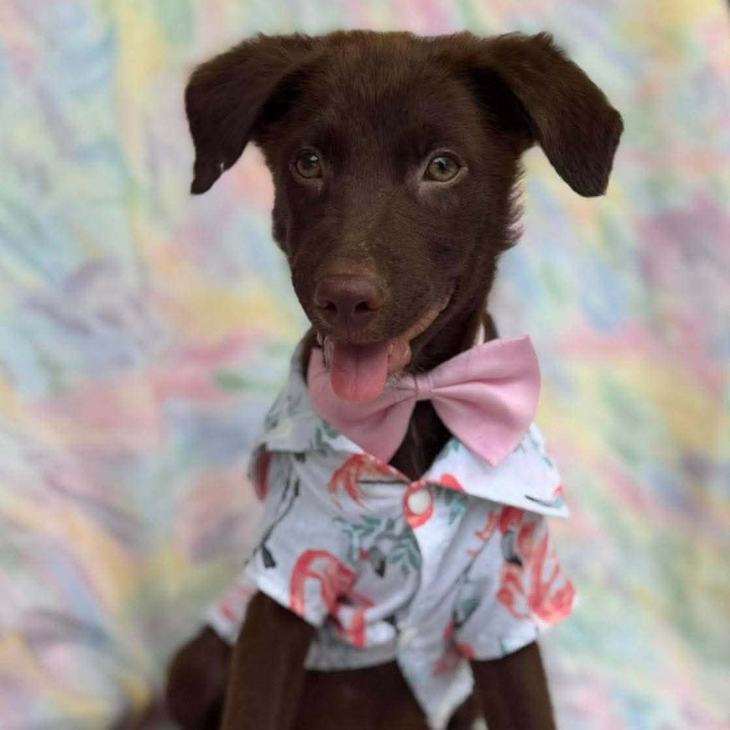 HERSHEY - Retriever, Labrador / Mix available for adoption