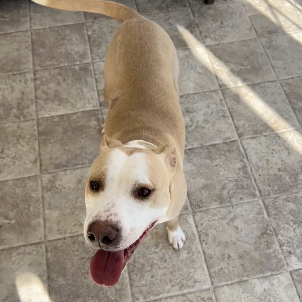 Henrietta — thumbnail 2